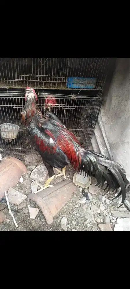 Jual ayam Bangkok muda pukul jiling