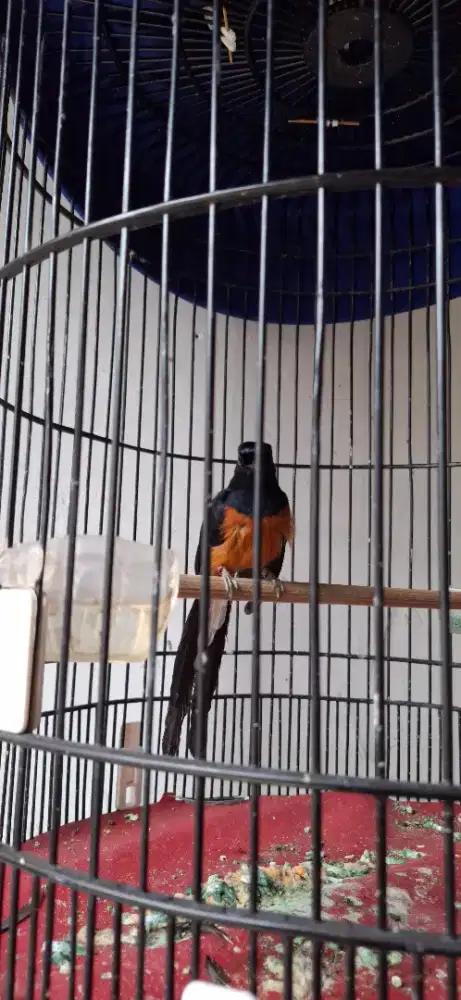 BURUNG MURAI BATU FULL SET