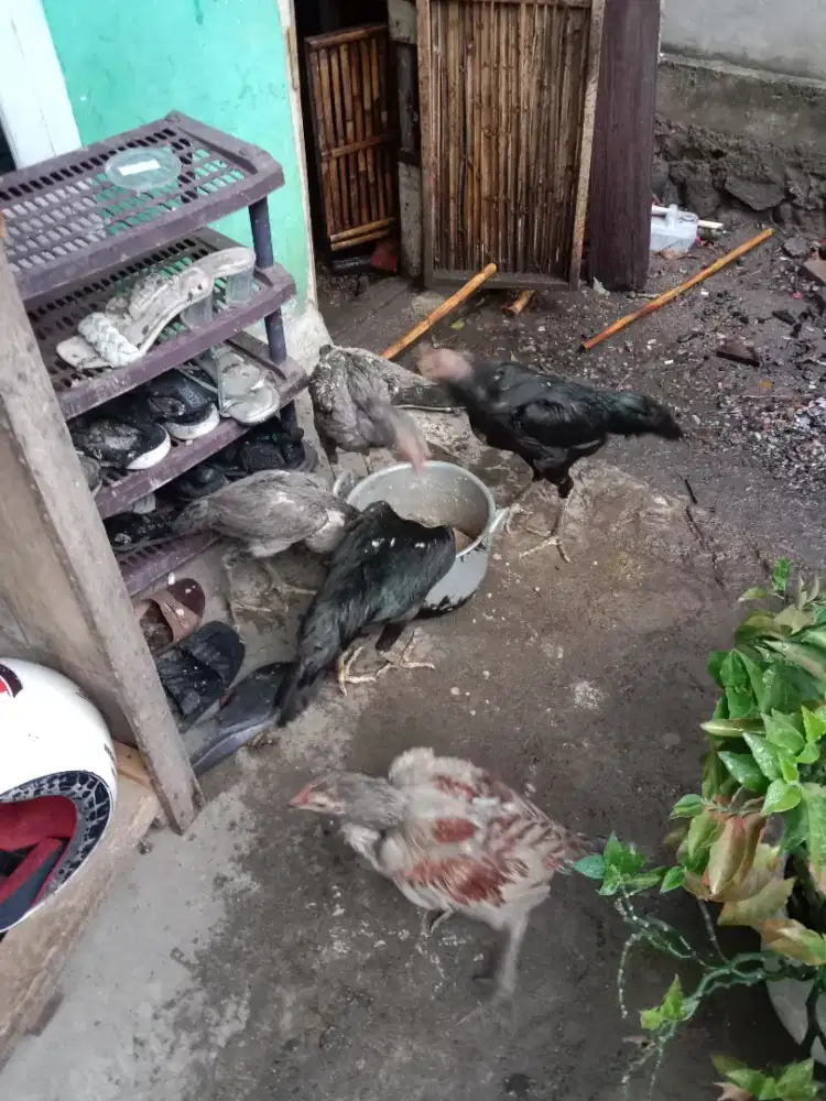 2 betina hitam & kelabu