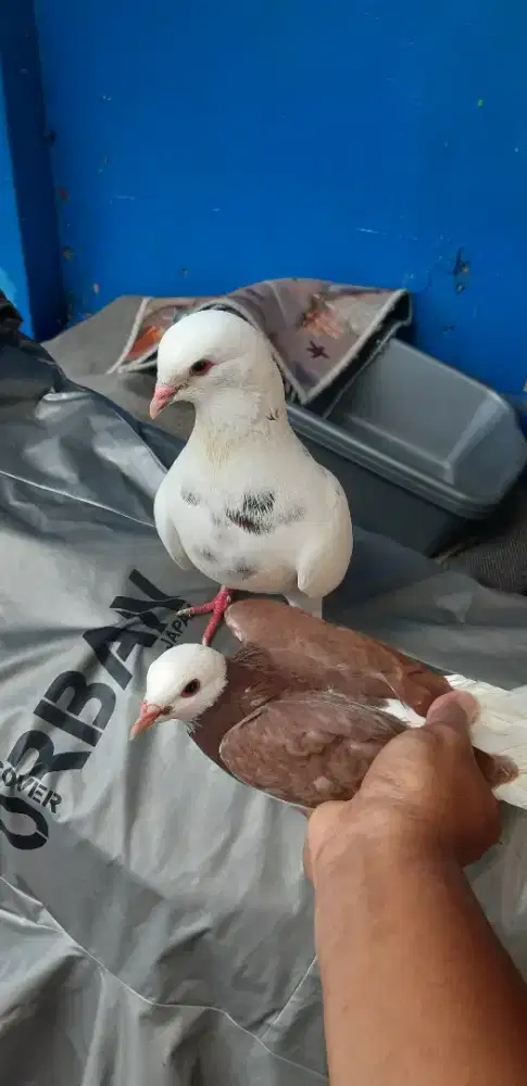 Sepasang merpati/dara