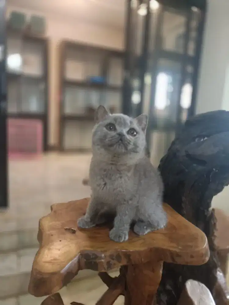 British Shorthair Blue solid
