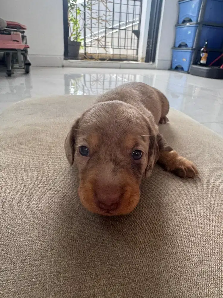 Open adopt Pure Tekel Dapple