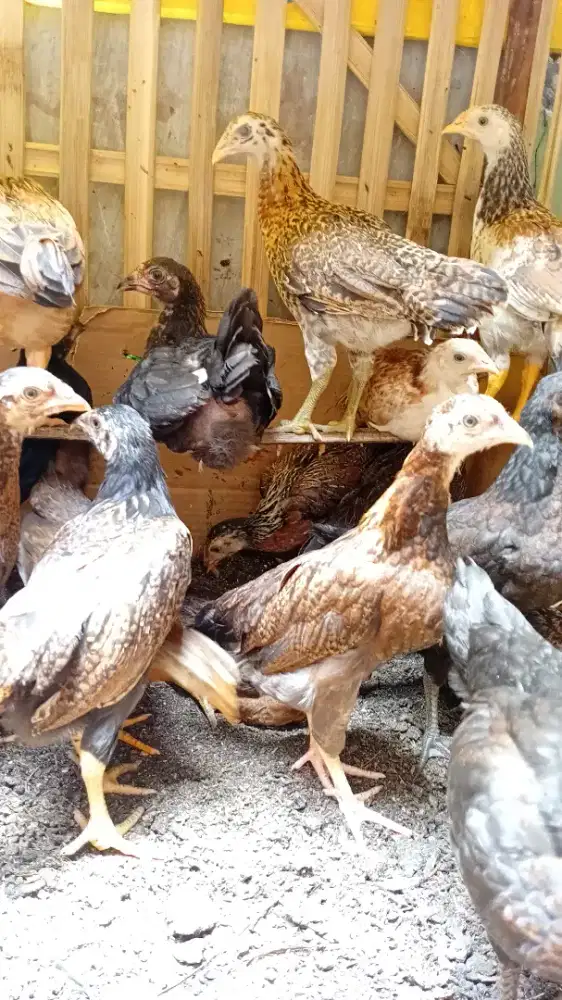 AYAM KAMPUNG UNGGUL KUB BORONGAN 20 EKOR