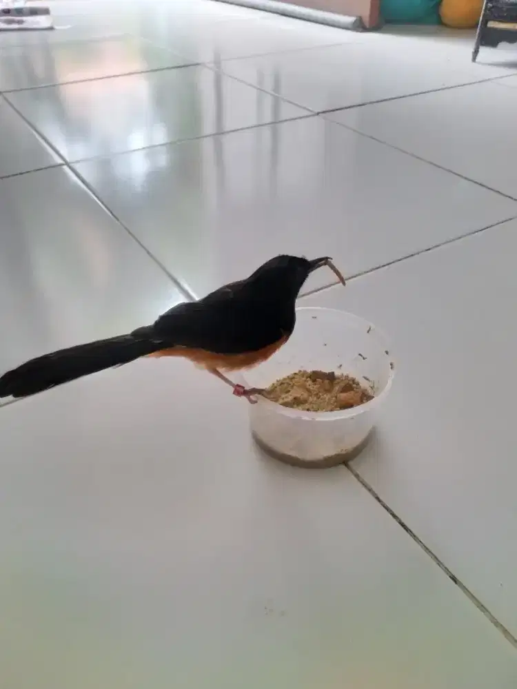 murai betina jinak