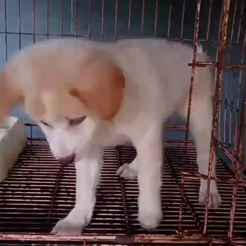 Labrador 2,5bulan Betina