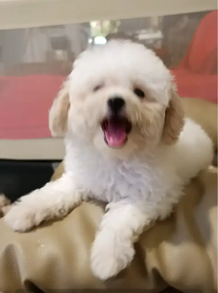 Anakan Toy Poodle Betina Istimewa
