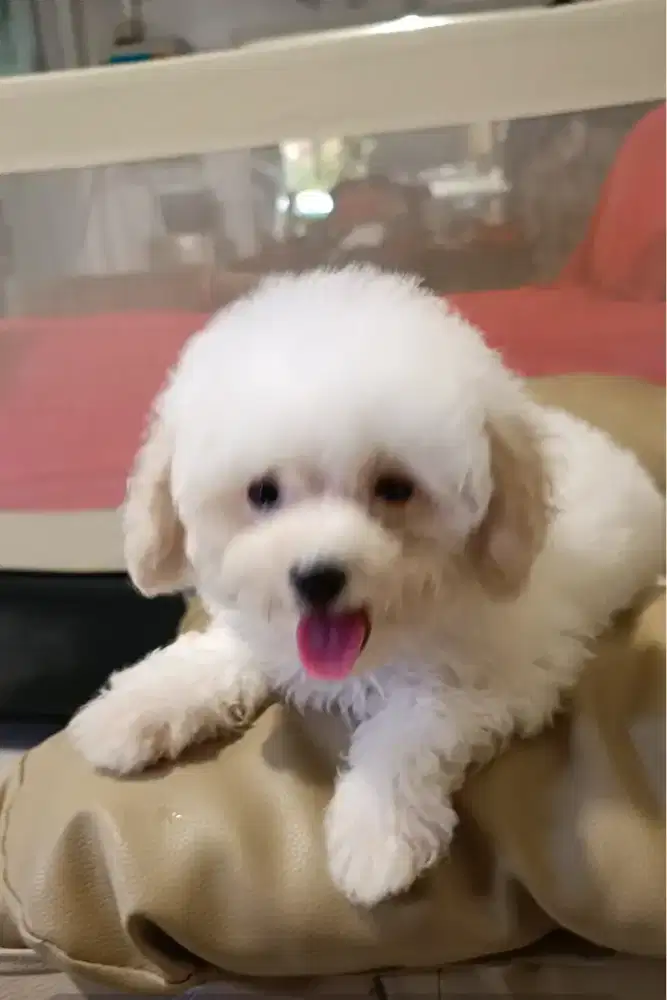 Anakan Toy Poodle Betina Istimewa