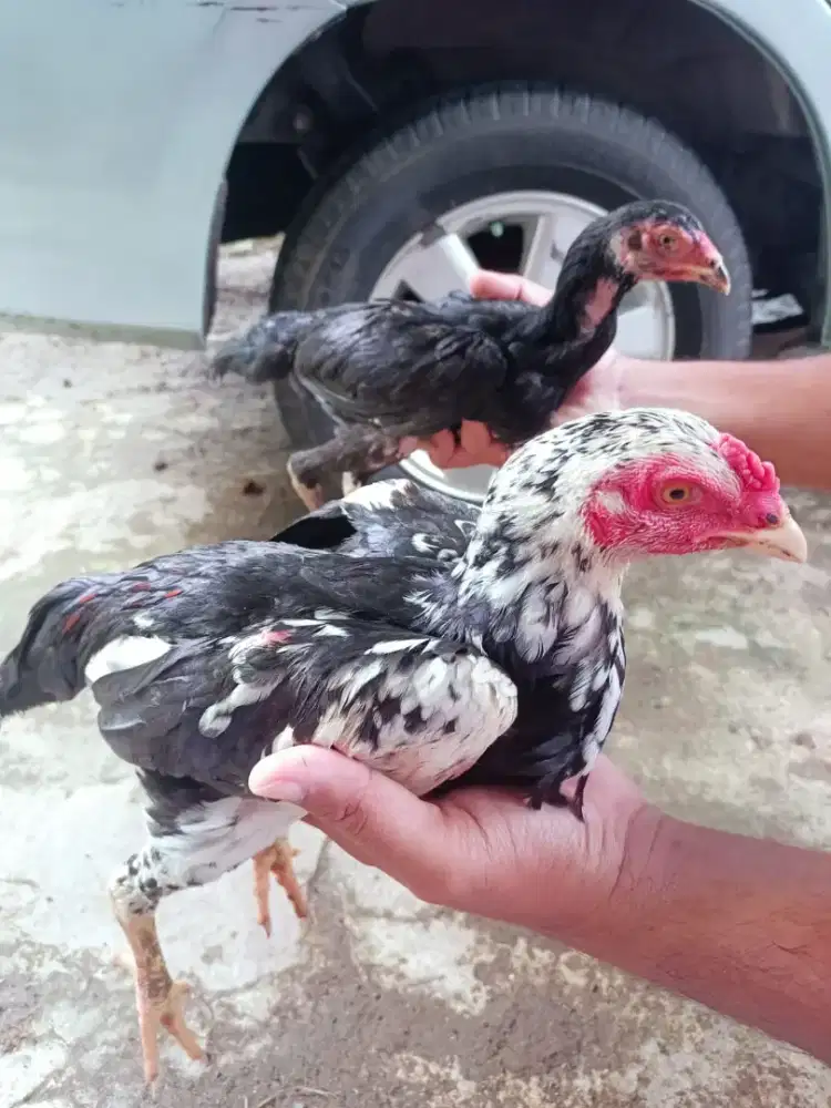 Sepasang ayam BK x mangon