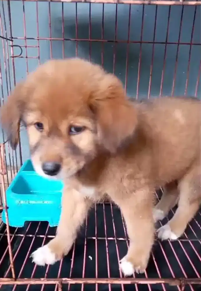 Golden 2,5 bulan Betina