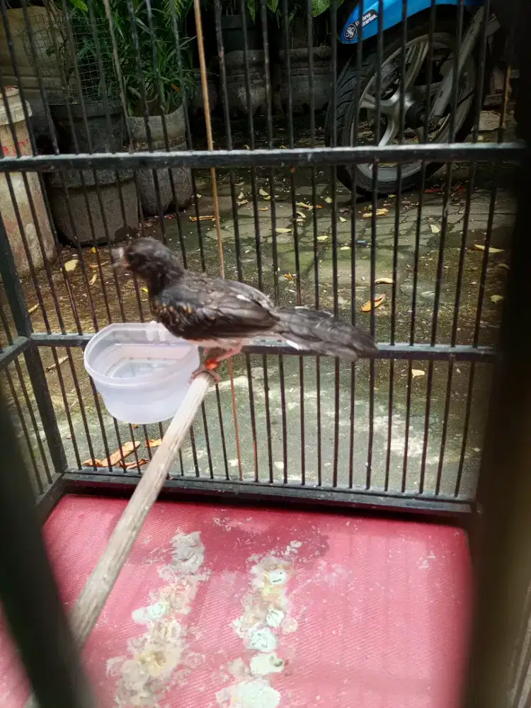 Murai trotol garansi jantan