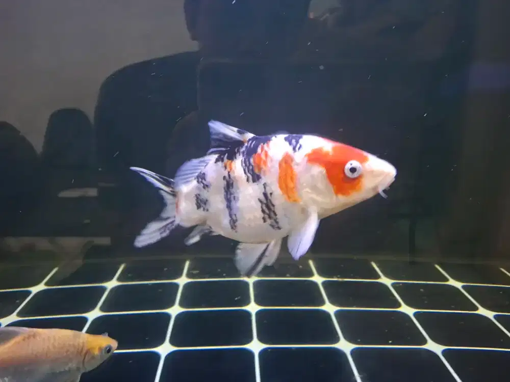 Koi sb warna cerah