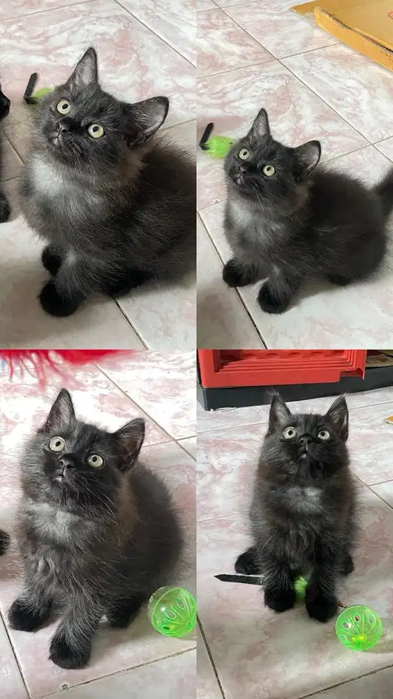 kucing persia mix himalaya betina