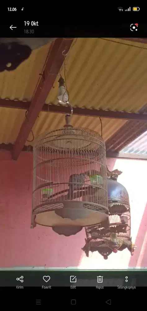 perkutut bangkok