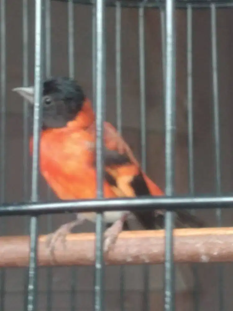 Red Siskin Klasik