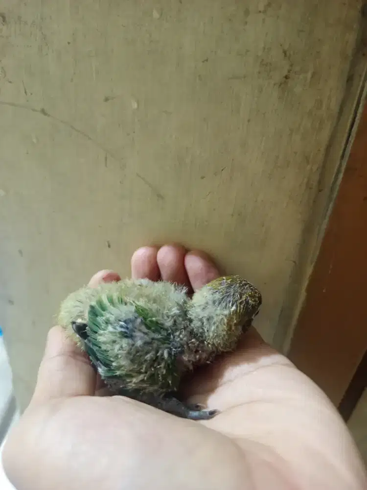 Lolohan lovebird