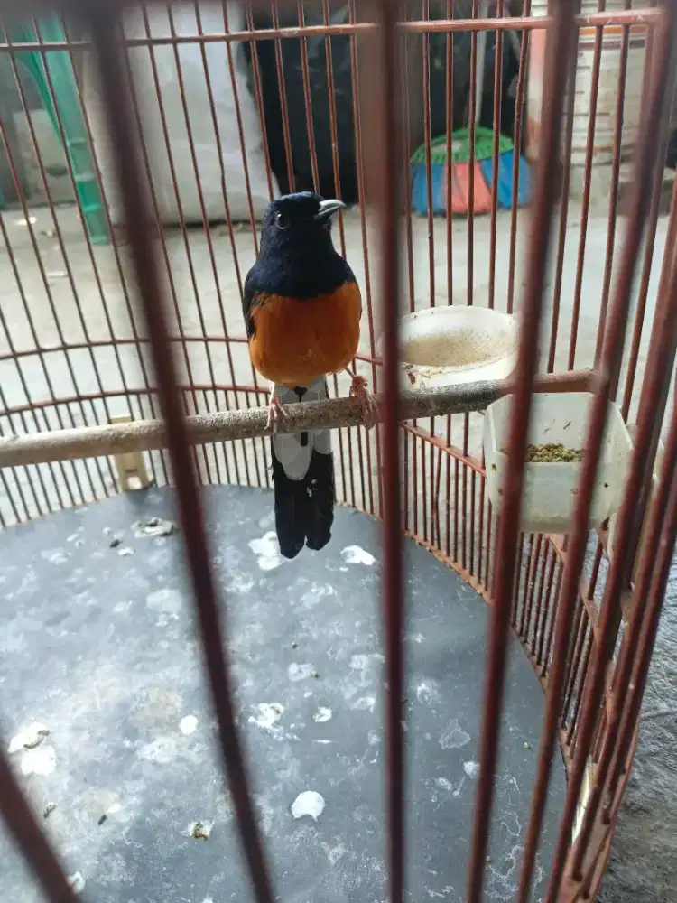 Murai batu ternak mapan