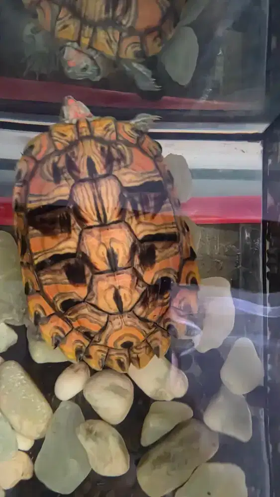 Kura2 Res Brazil jenis red clown