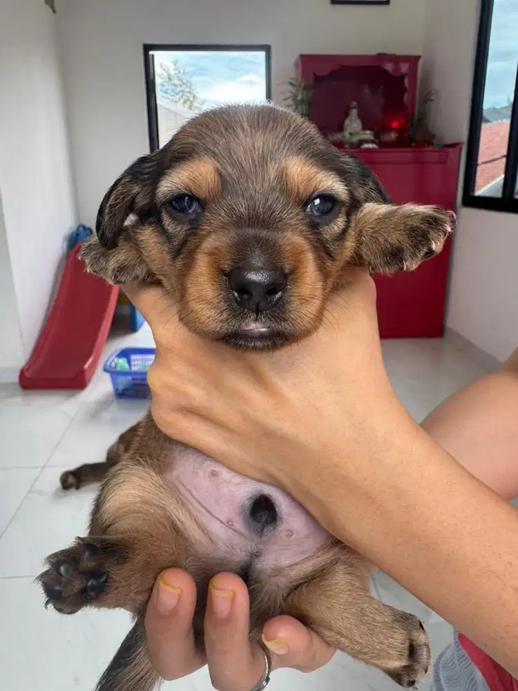 Open Adopt Pure Tekel Dapple