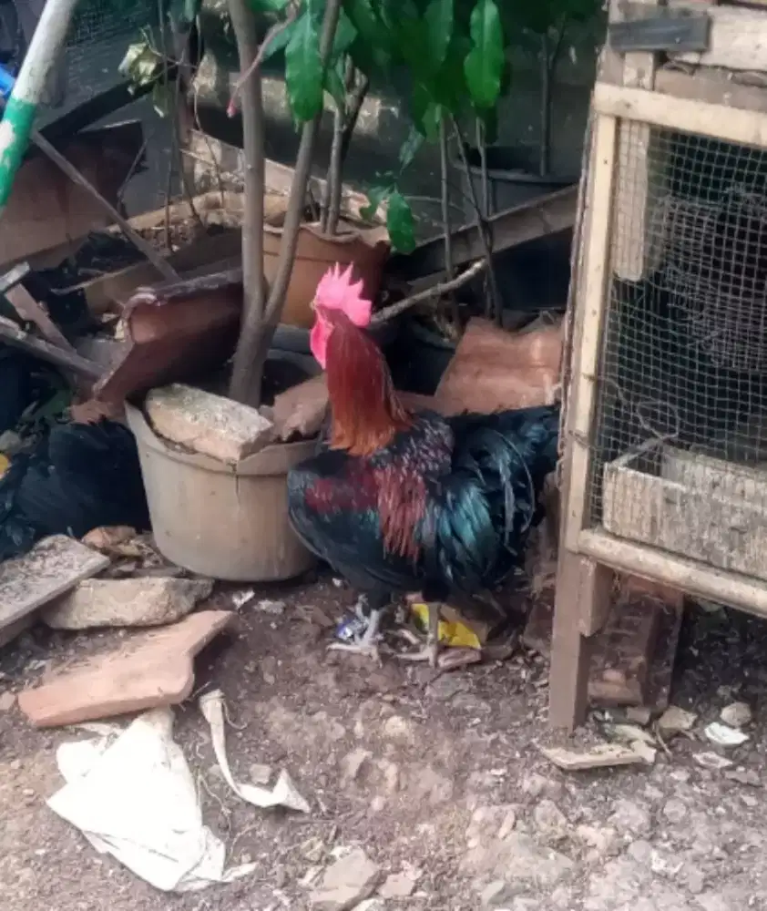 Ayam Kampung Unggul Balitbangtan (KUB)