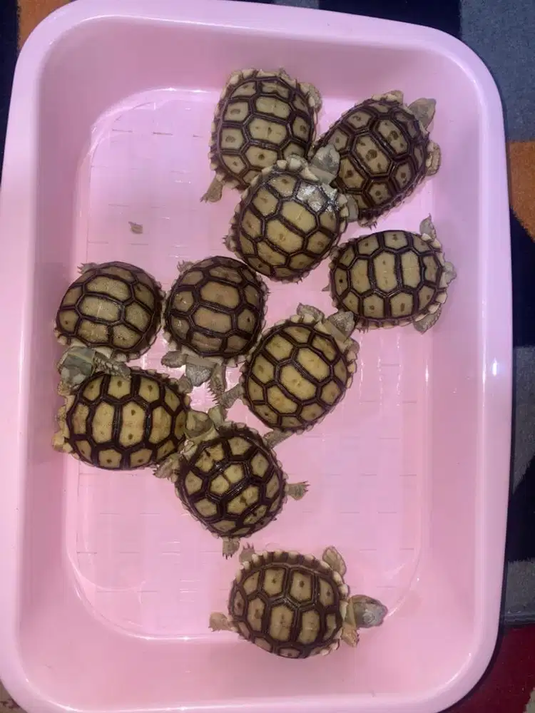 Baby sulcata -+6Cm