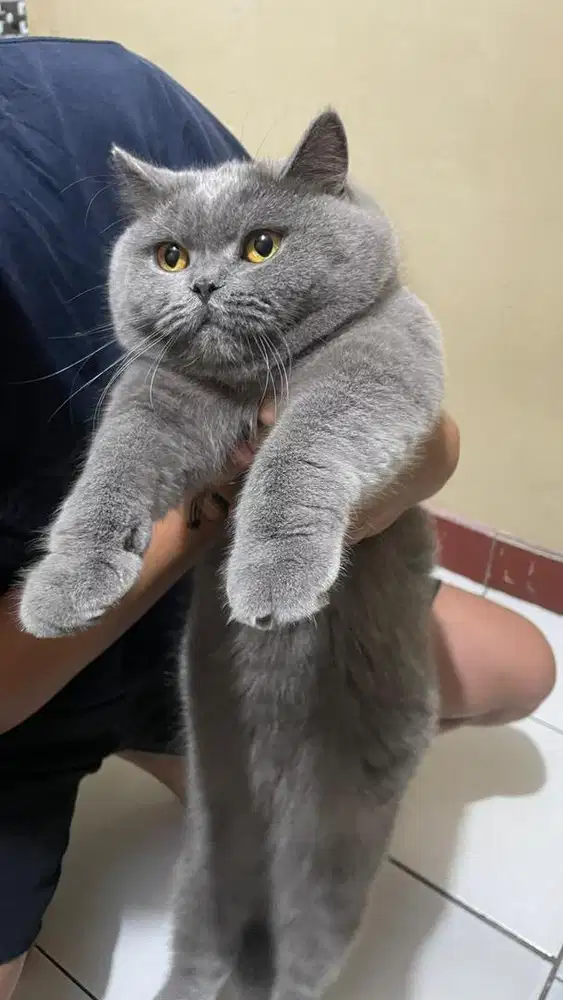 BSH BRITISH SHORTHAIR