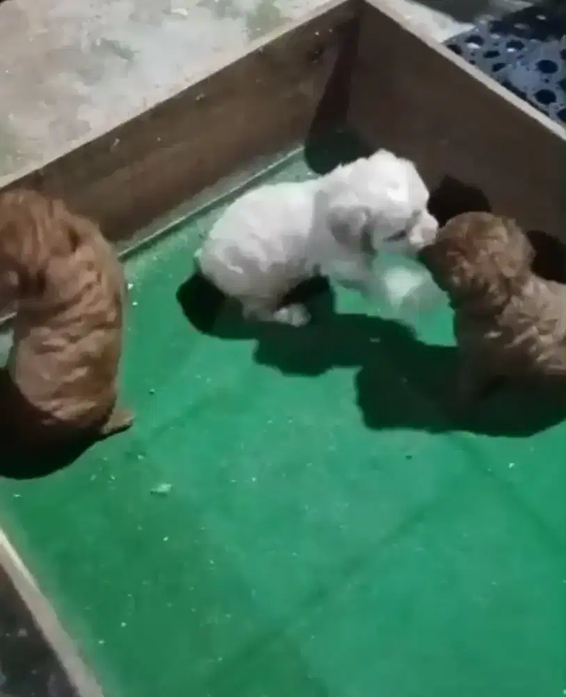 Poodle jtn btn non stb