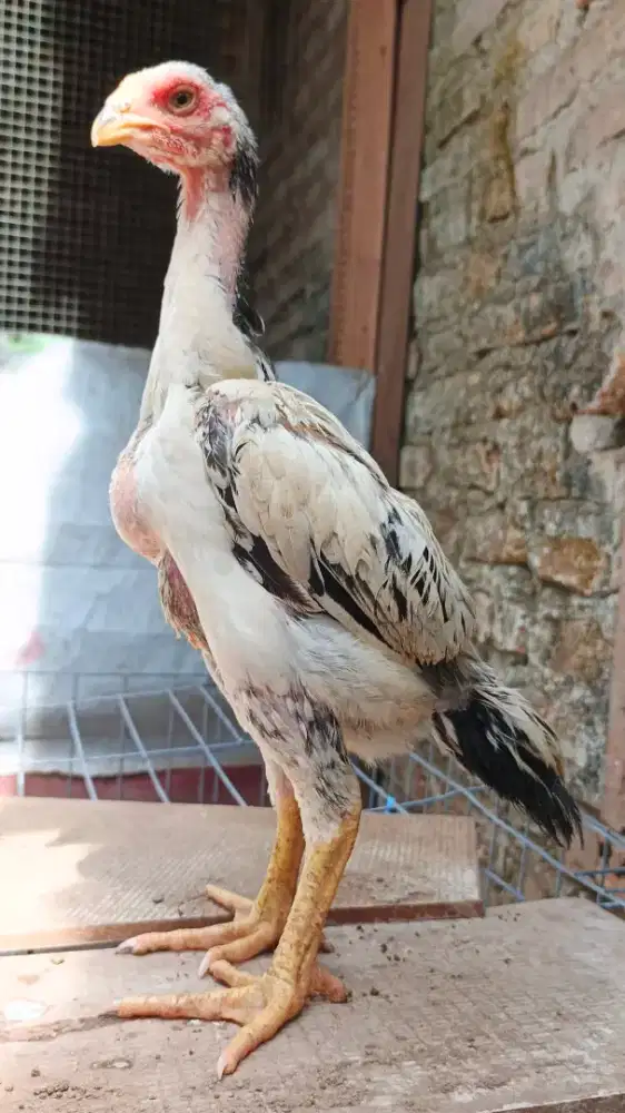Sepasang anakan ayam shamo Eropa 3c cerah