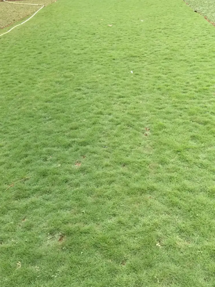 RUMPUT SWISS dan JEPANG