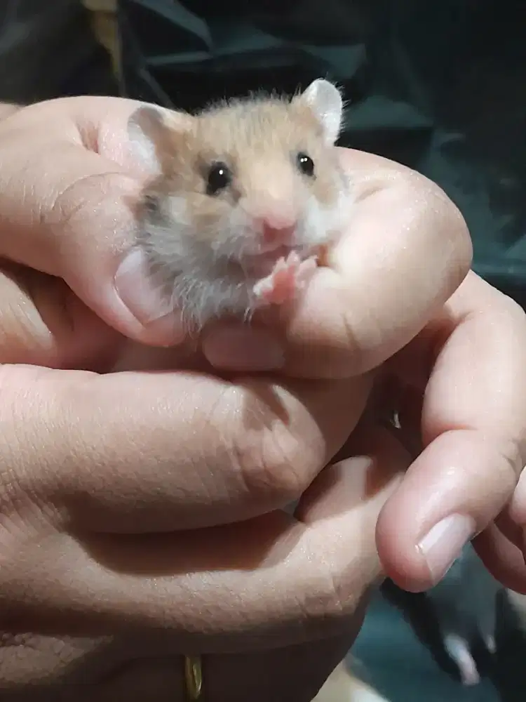 Hamster Syria Borongan
