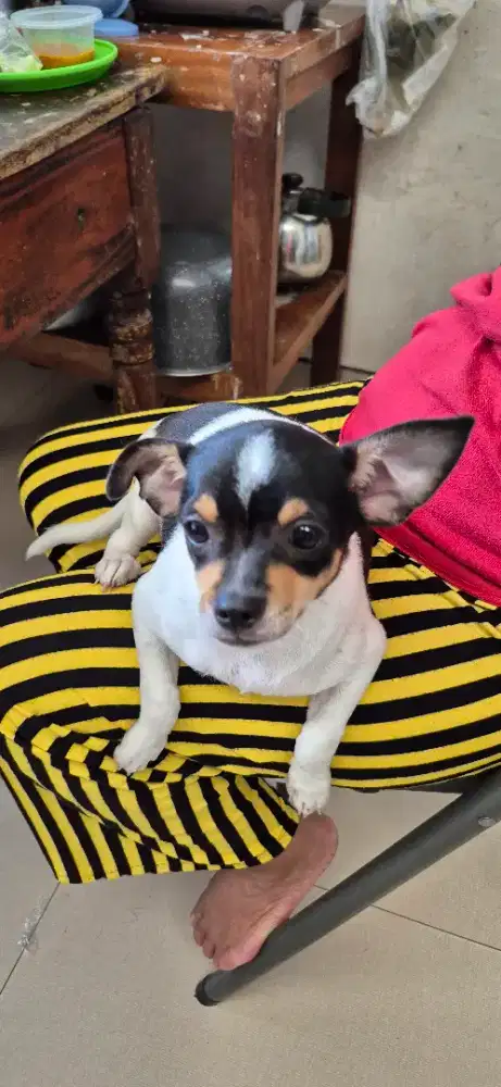Chihuahua jantan
