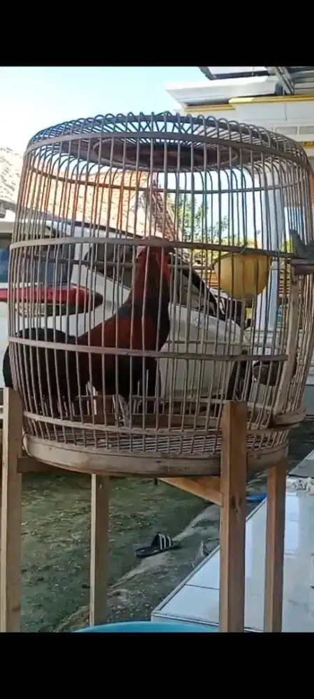 Ayam bekisar mulus khas lomba