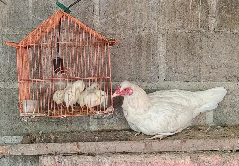 induk ayam jawa jambul + anaknya