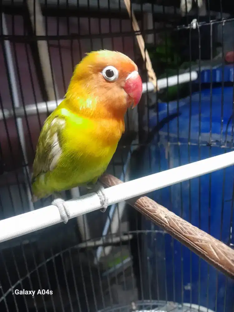 Lovebird PASJO DEWASA