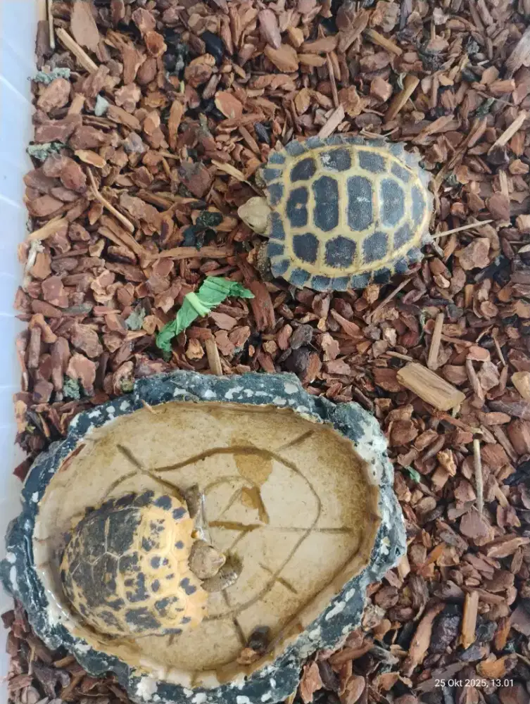 Kura kura Indotestudo Forstenii