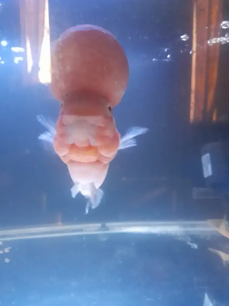 Jual ikan Luohan