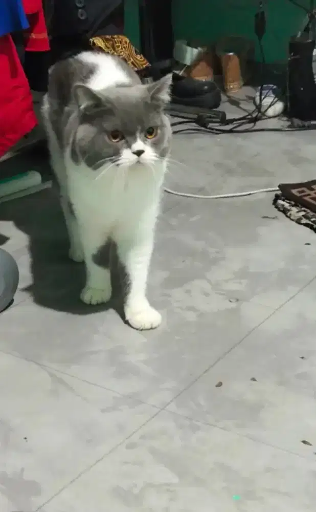 British male  14bulan