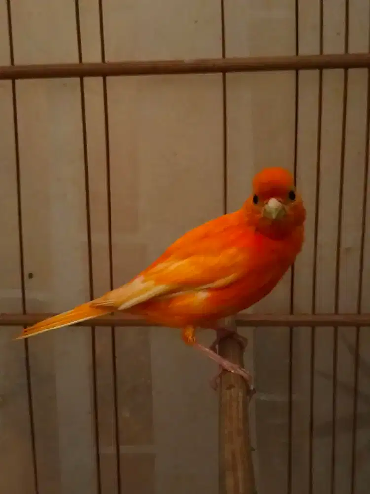Burung kenari merlok gacor perdana