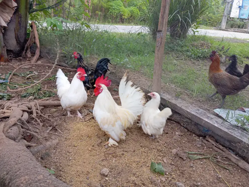 Ayam Kate Putih Cantik