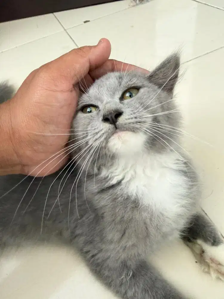 Kucing persia short grey