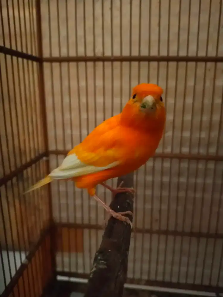 Burung kenari orange gacor isian blacktroat