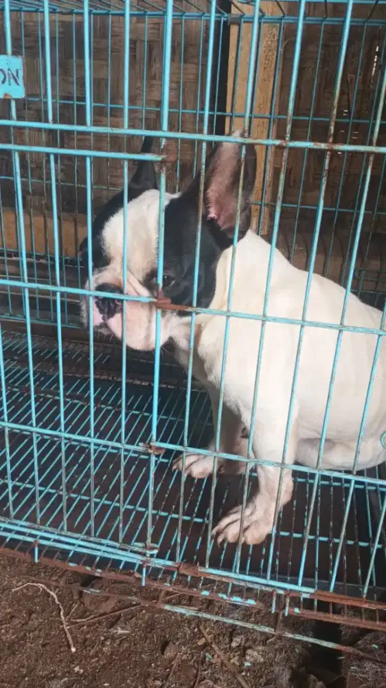 Anjing france buldog umur 1,3 bulan