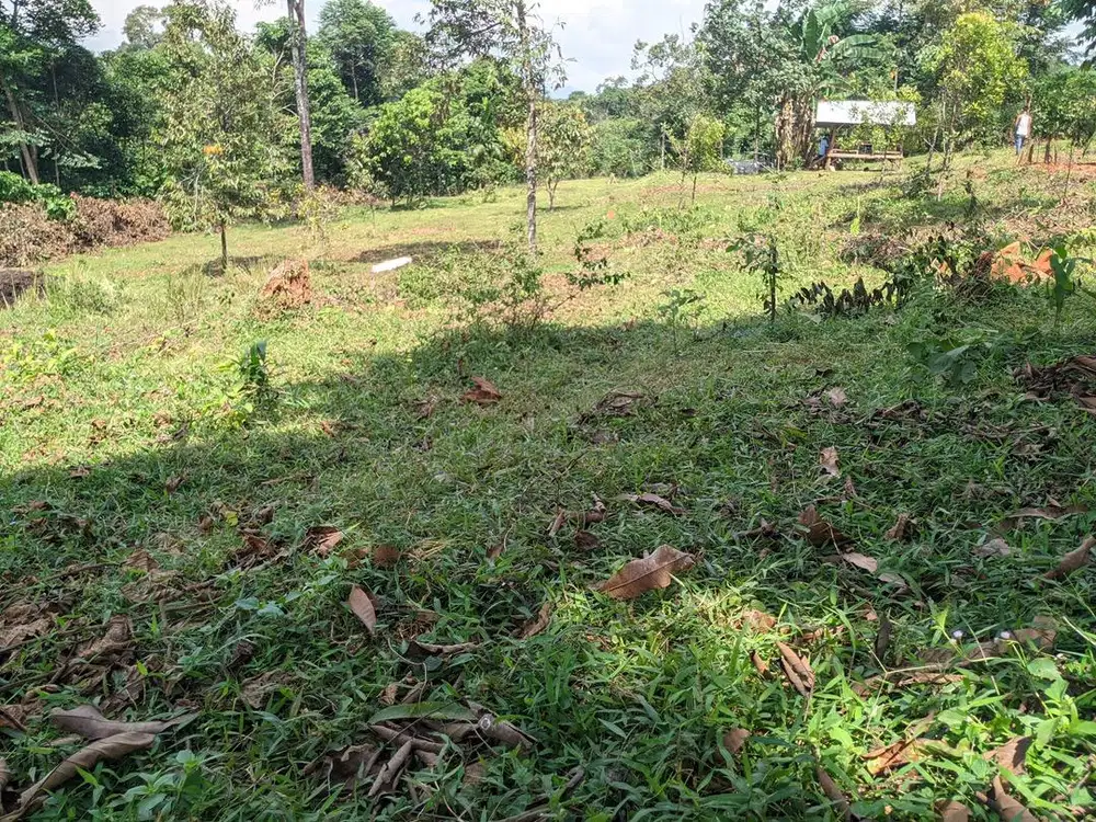 Disewakan tanah pertanian