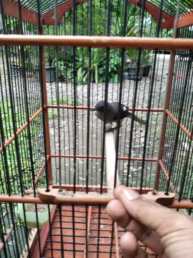 Burung murai kelabu. Jual murah aja.