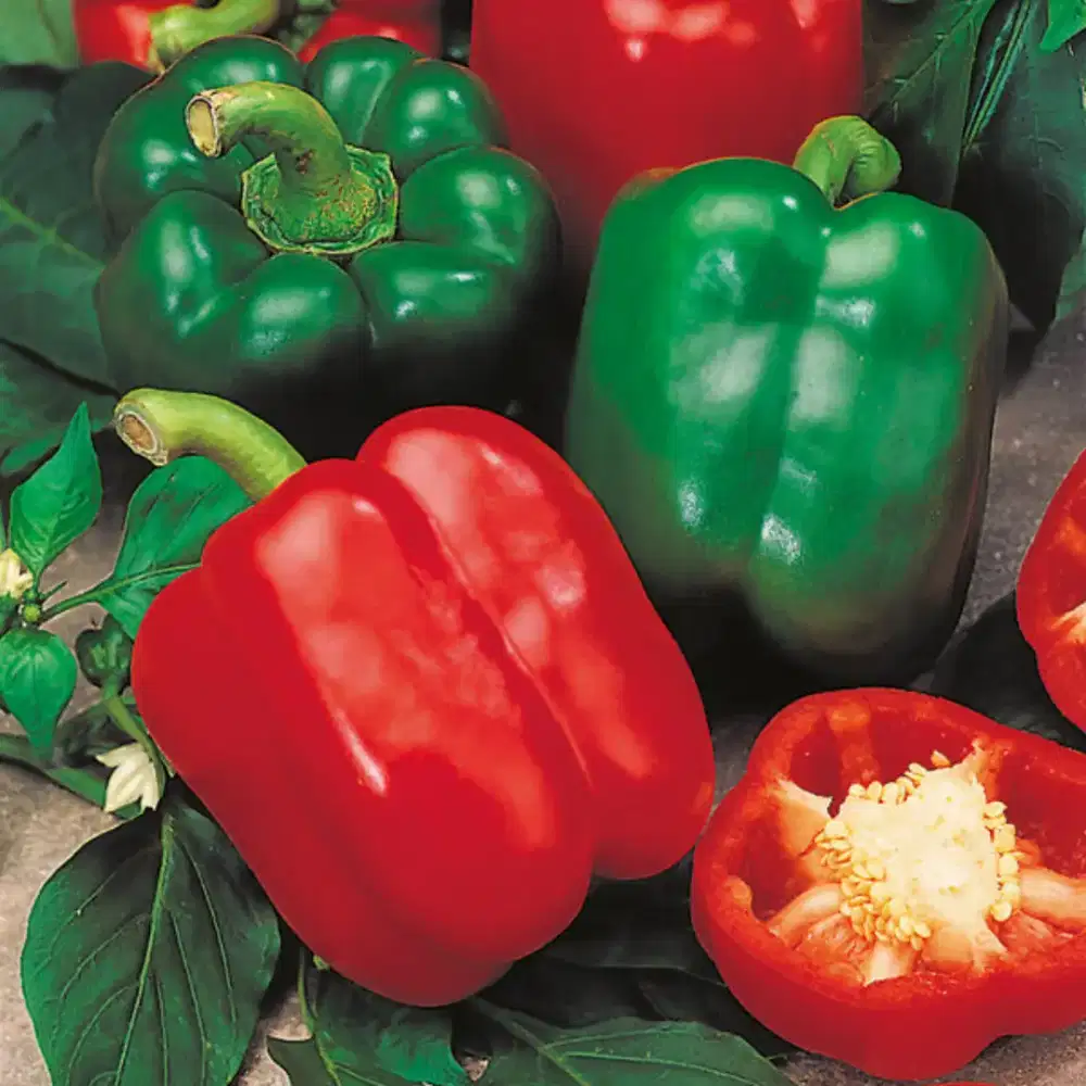 Greenhouse petani paprika fresh
