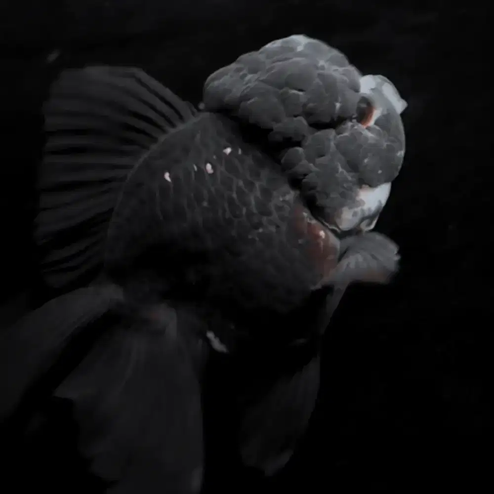 Ikan koki oranda big