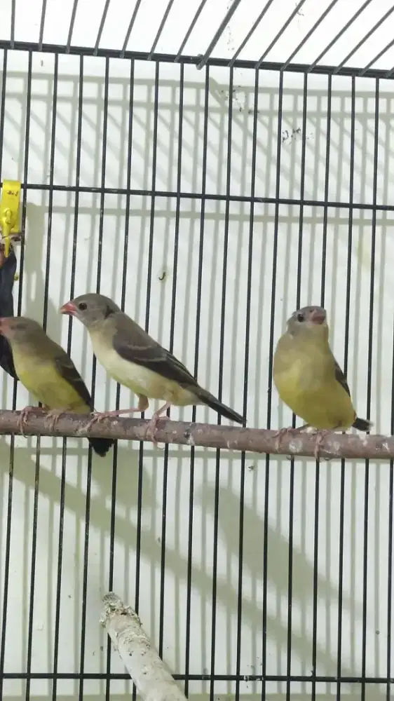 Strawberry Finch paud