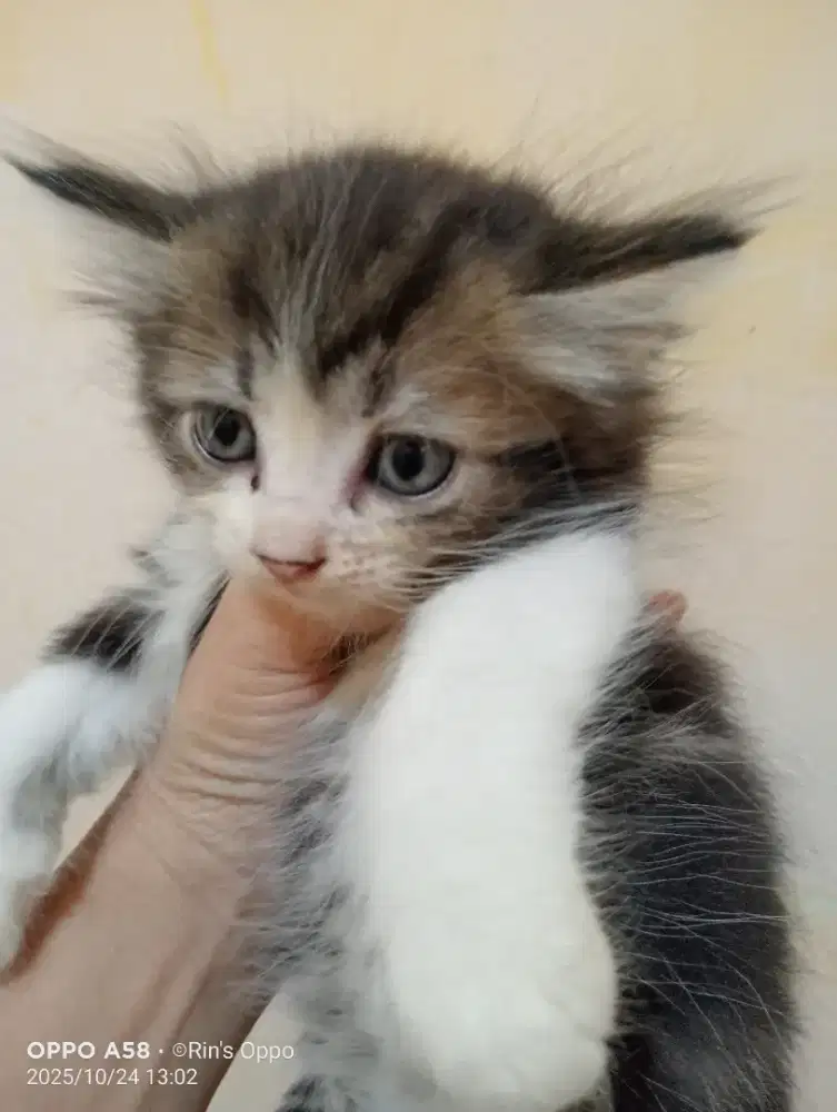 Lepas adop persia mix anggora