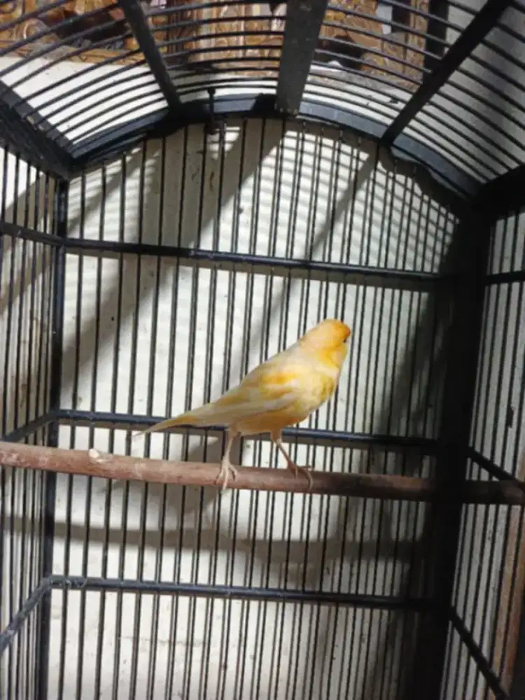 Burung kenari loper warna cerah gacor masteran hanya burung saja