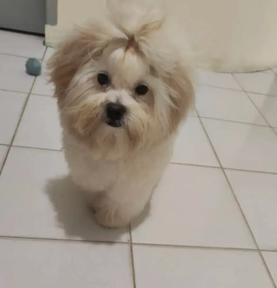 Jual anjing shipo