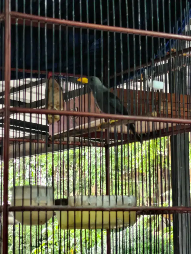 Burung jalak rio rio